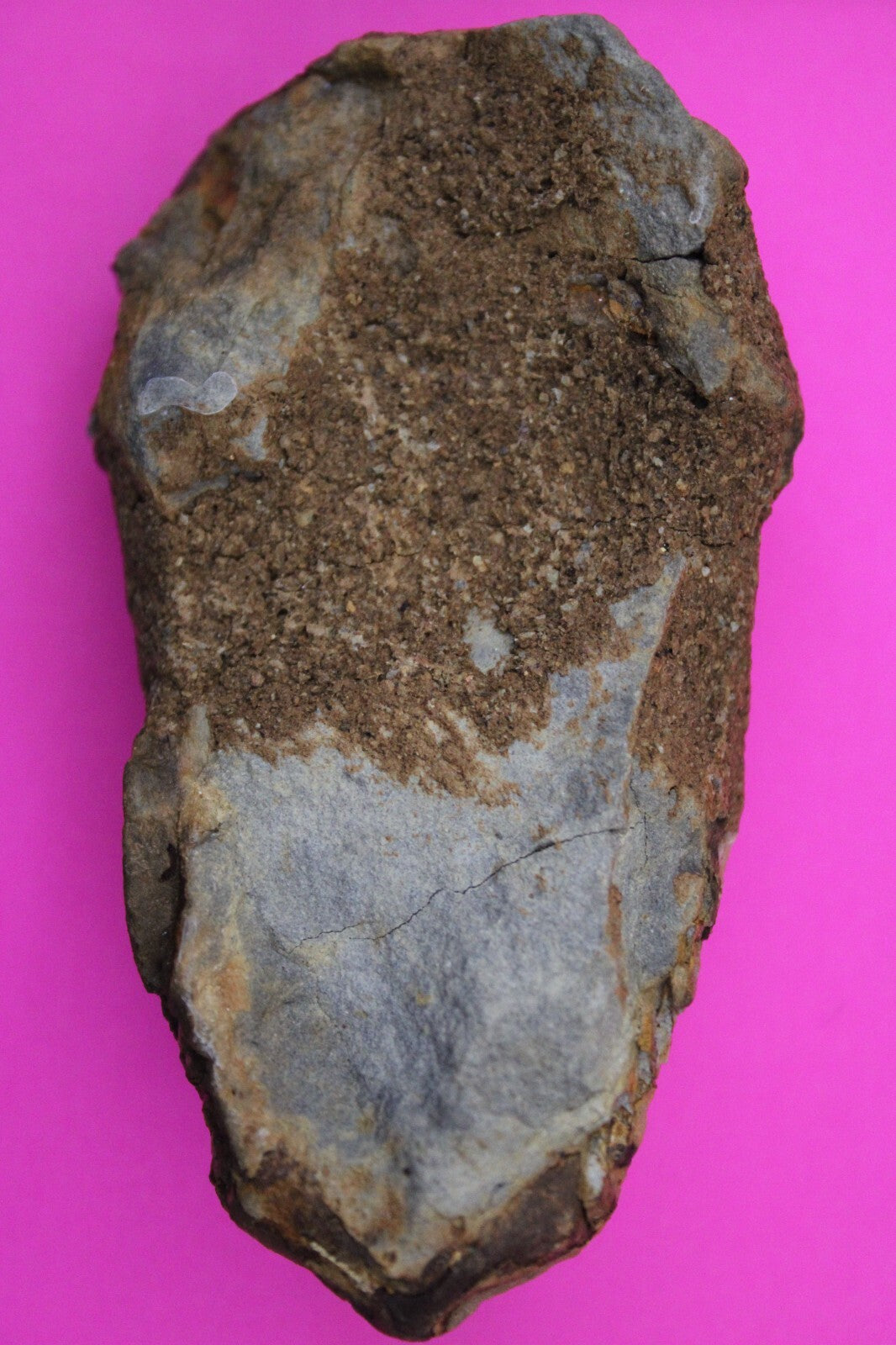 Authentic Trilobite Fossil 450 Million Years Old Genuine Dinosaur Girl COA 51