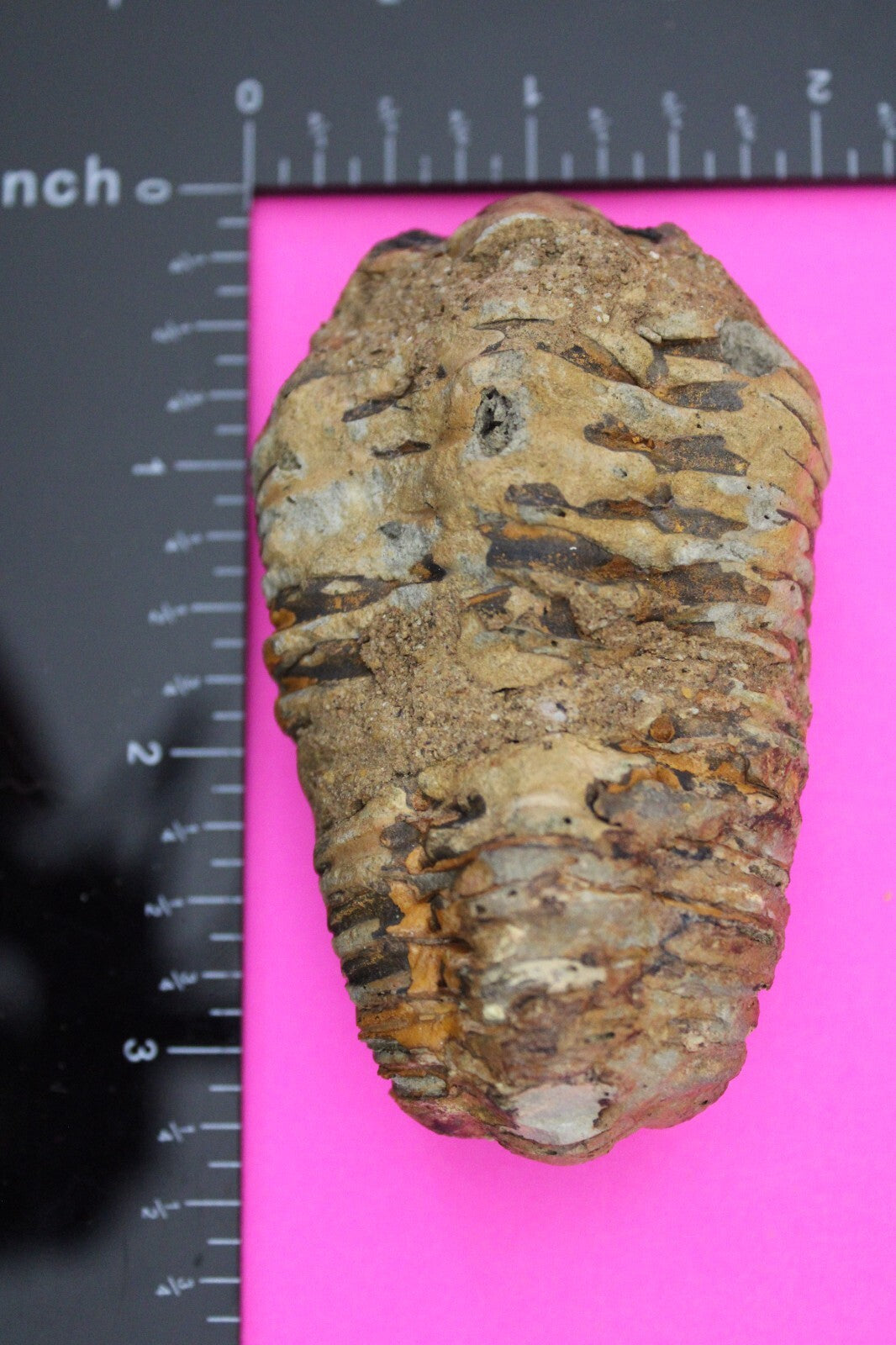 Authentic Trilobite Fossil 450 Million Years Old Genuine Dinosaur Girl COA 82