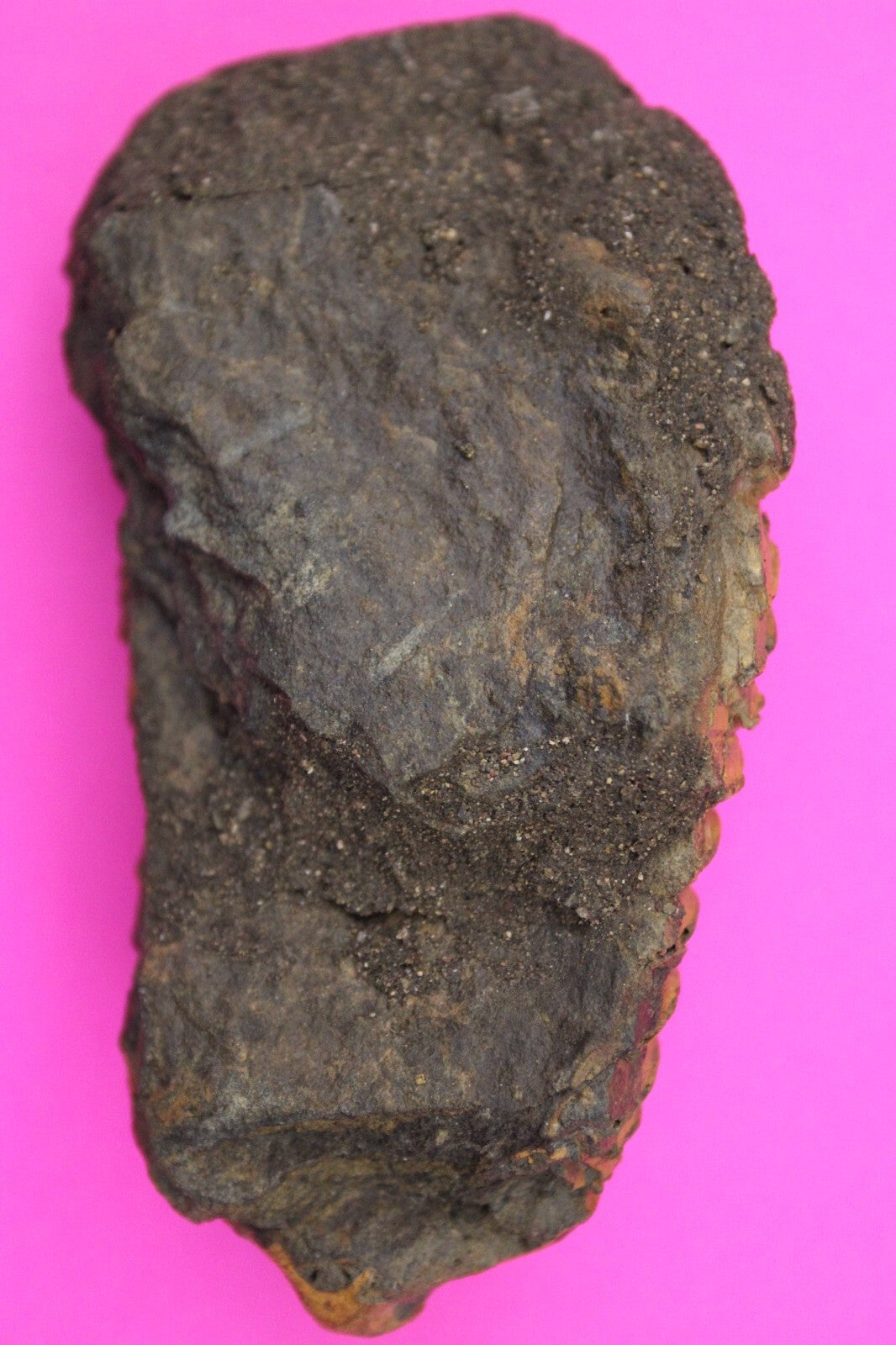 Authentic Trilobite Fossil 450 Million Years Old Genuine Dinosaur Girl COA 19