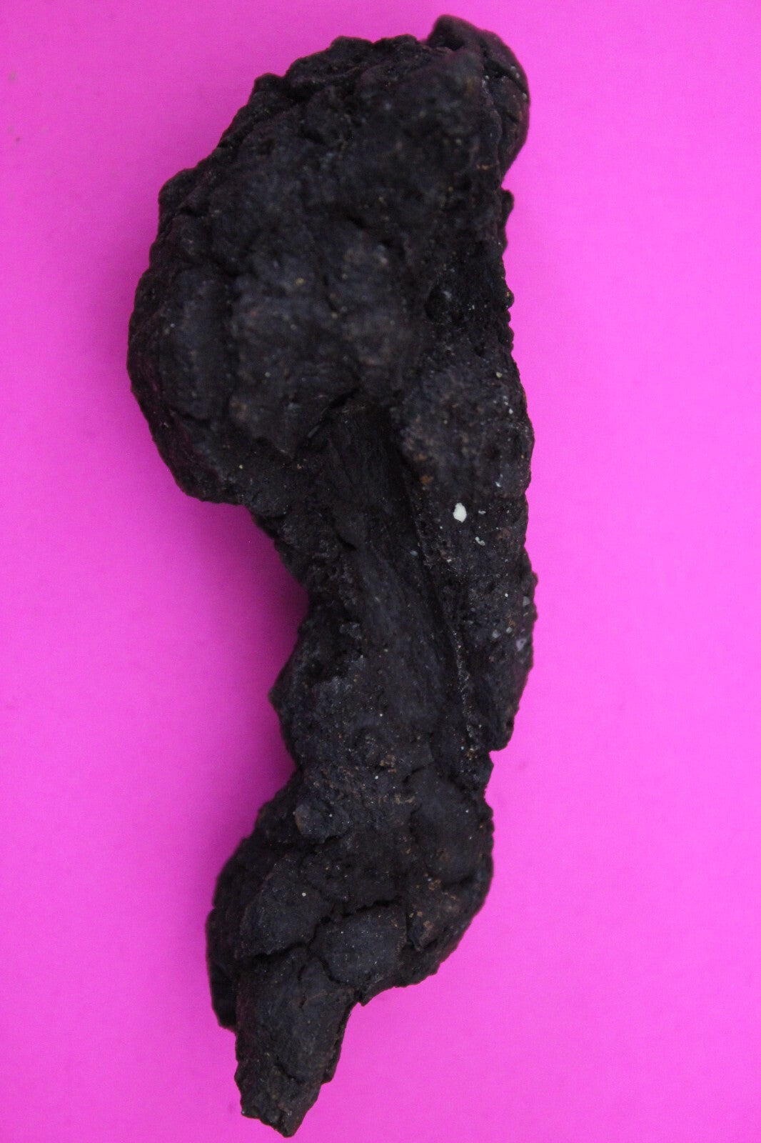 Giant Lizard Poop 5 Million Years Old Genuine Real Fossil Dinosaur Girl COA S02