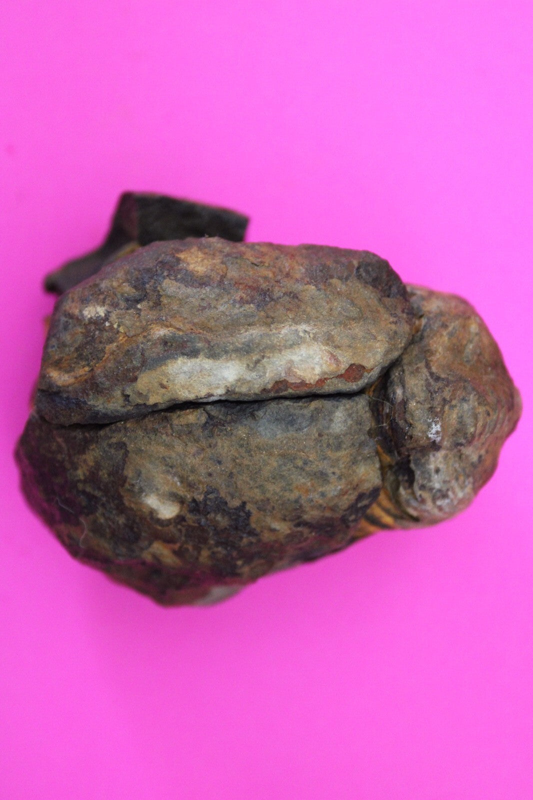 Authentic Trilobite Geode Real Fossil 450 Million Years Old Dinosaur Girl COA 13