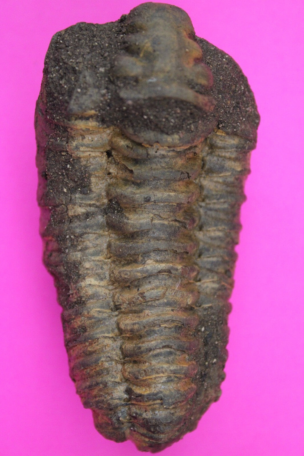 Authentic Trilobite Fossil 450 Million Years Old Genuine Dinosaur Girl COA 15