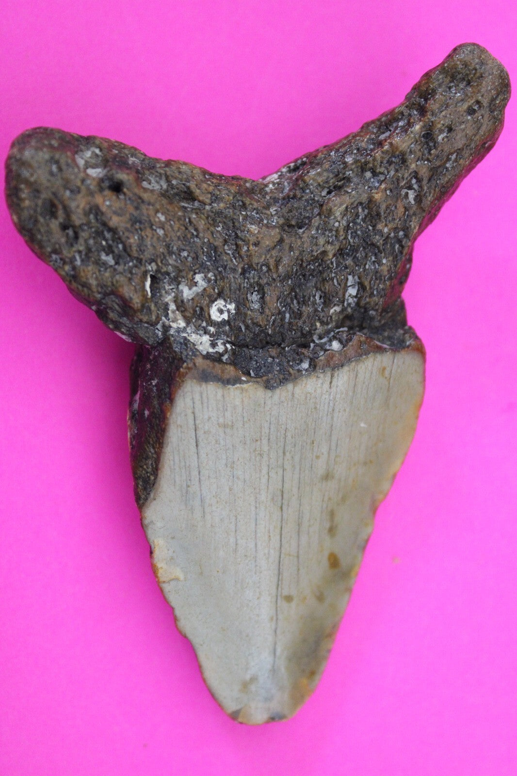 Authentic Megadolon Shark Tooth 3.54 Inch 70 Grams Fossil Dinosaur Girl COA M26