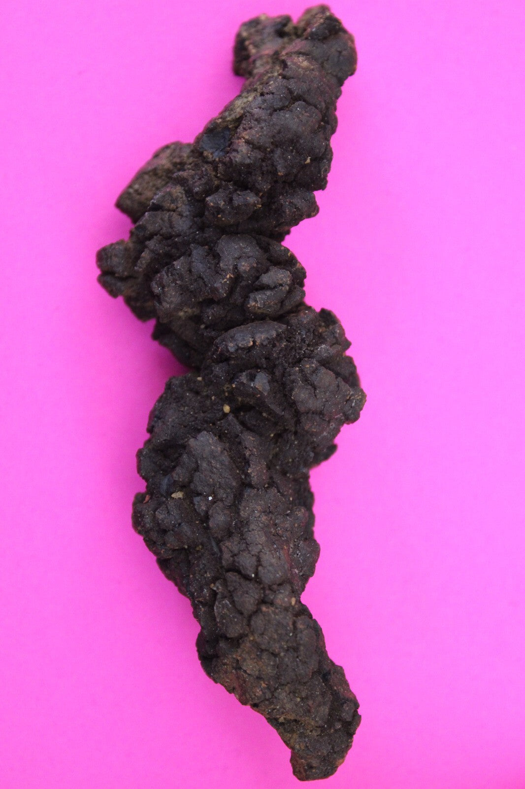 Giant Lizard Poop 5 Million Years Old Genuine Real Fossil Dinosaur Girl COA L28