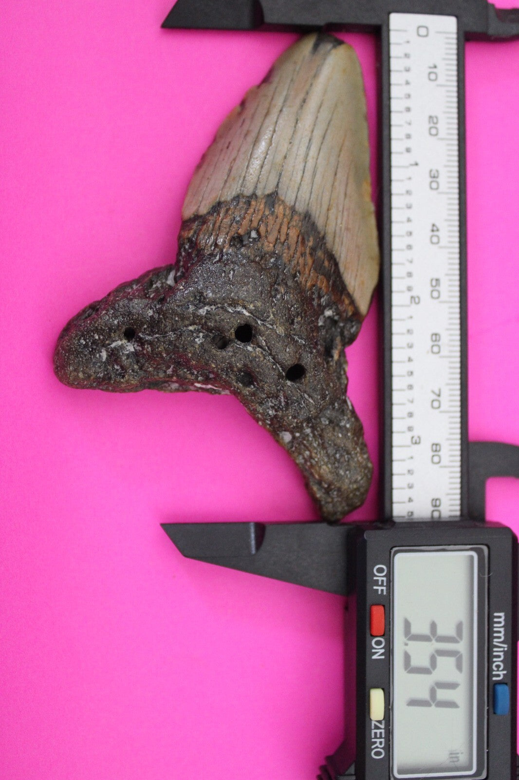 Authentic Megadolon Shark Tooth 3.54 Inch 70 Grams Fossil Dinosaur Girl COA M26