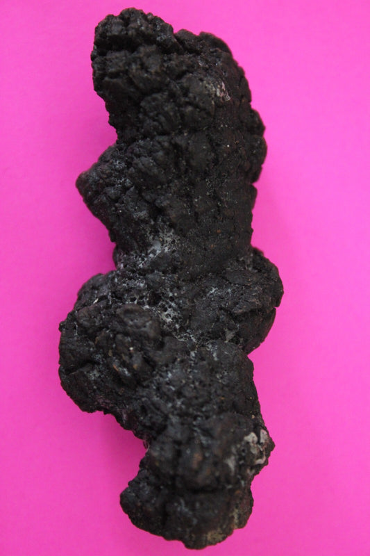 Giant Lizard Poop 5 Million Years Old Genuine Real Fossil Dinosaur Girl COA S24