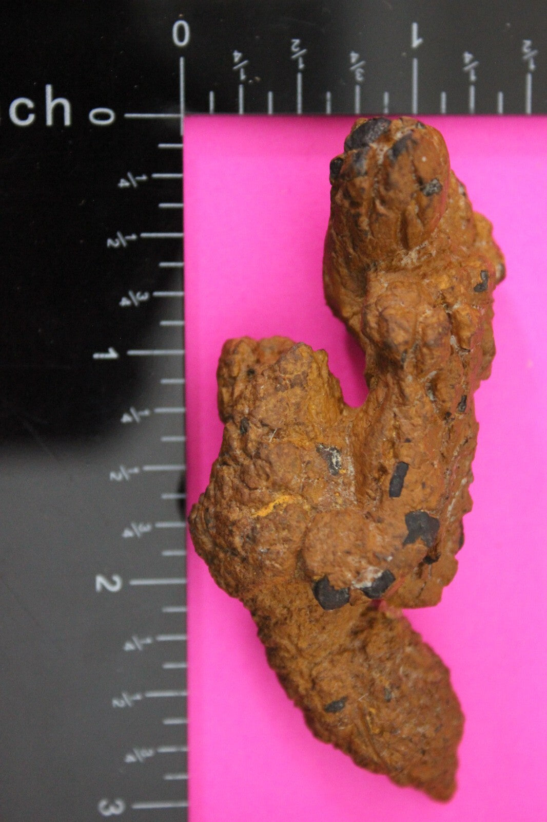 Giant Lizard Poop 5 Million Years Old Genuine Real Fossil Dinosaur Girl COA S42