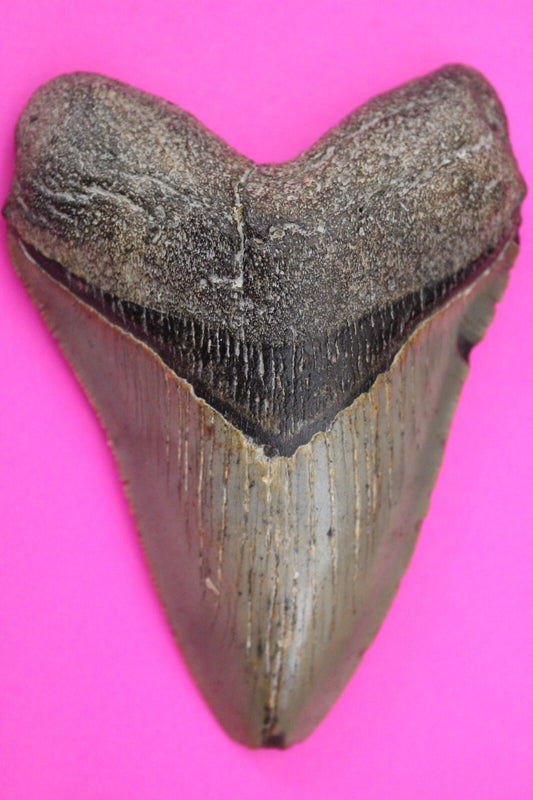 Authentic Megalodon Shark Tooth 4.07 Inch 131 Grams Fossil Dinosaur Girl COA M11