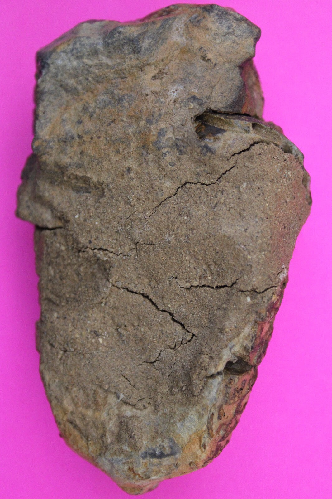 Authentic Trilobite Fossil 450 Million Years Old Genuine Dinosaur Girl COA 71