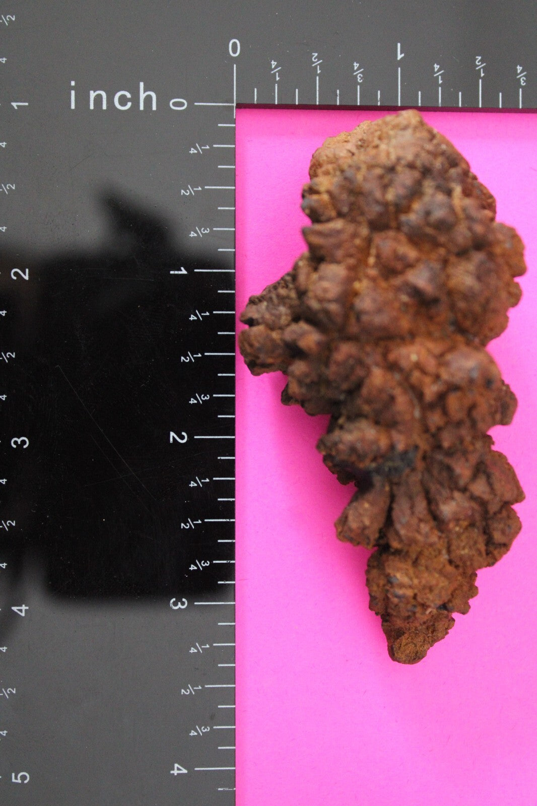 Giant Lizard Poop 5 Million Years Old Genuine Real Fossil Dinosaur Girl COA L15