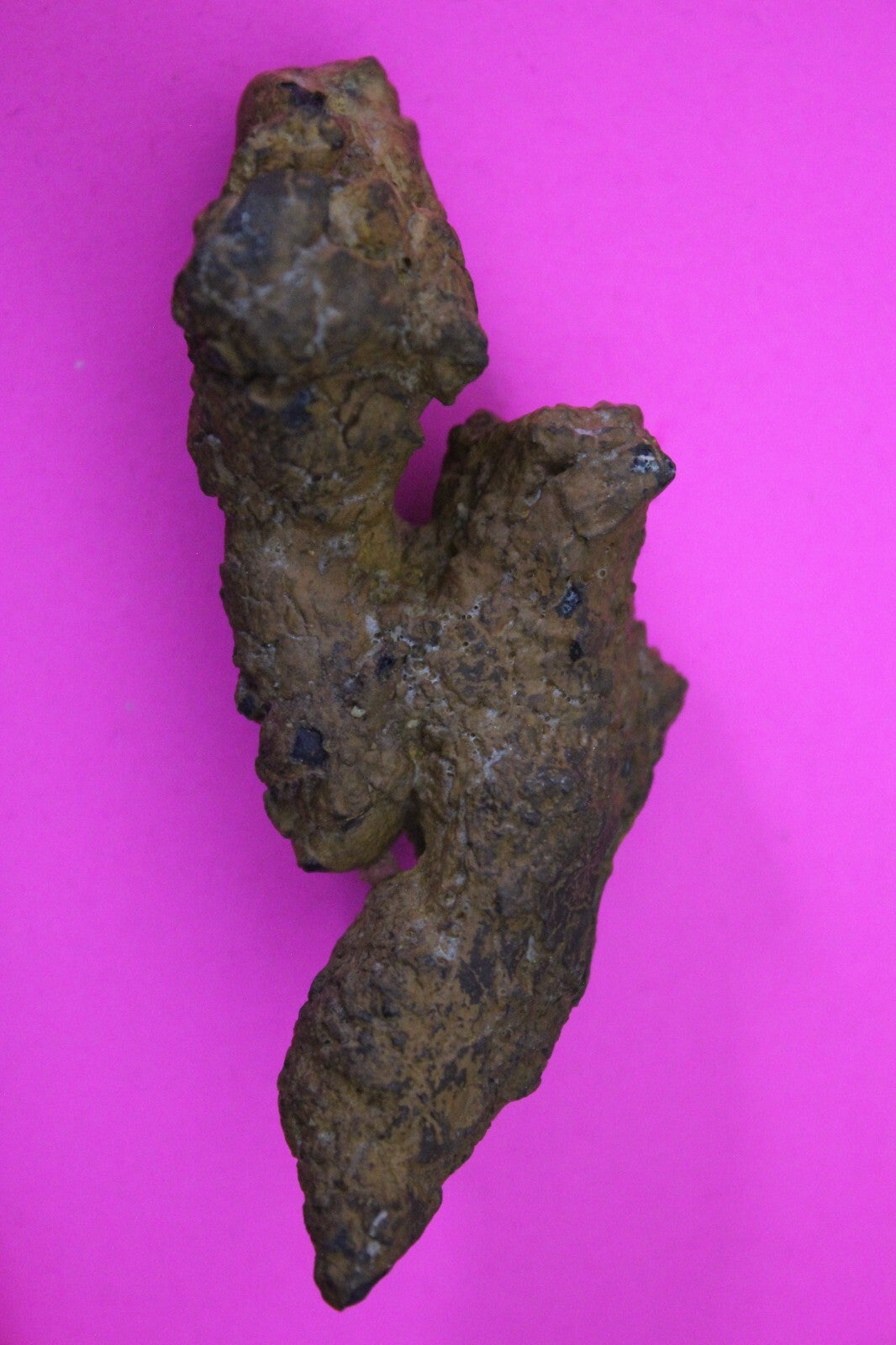Giant Lizard Poop 5 Million Years Old Genuine Real Fossil Dinosaur Girl COA S42