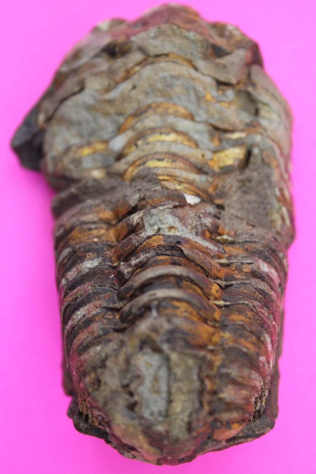 Authentic Trilobite Fossil 450 Million Years Old Genuine Dinosaur Girl COA 80