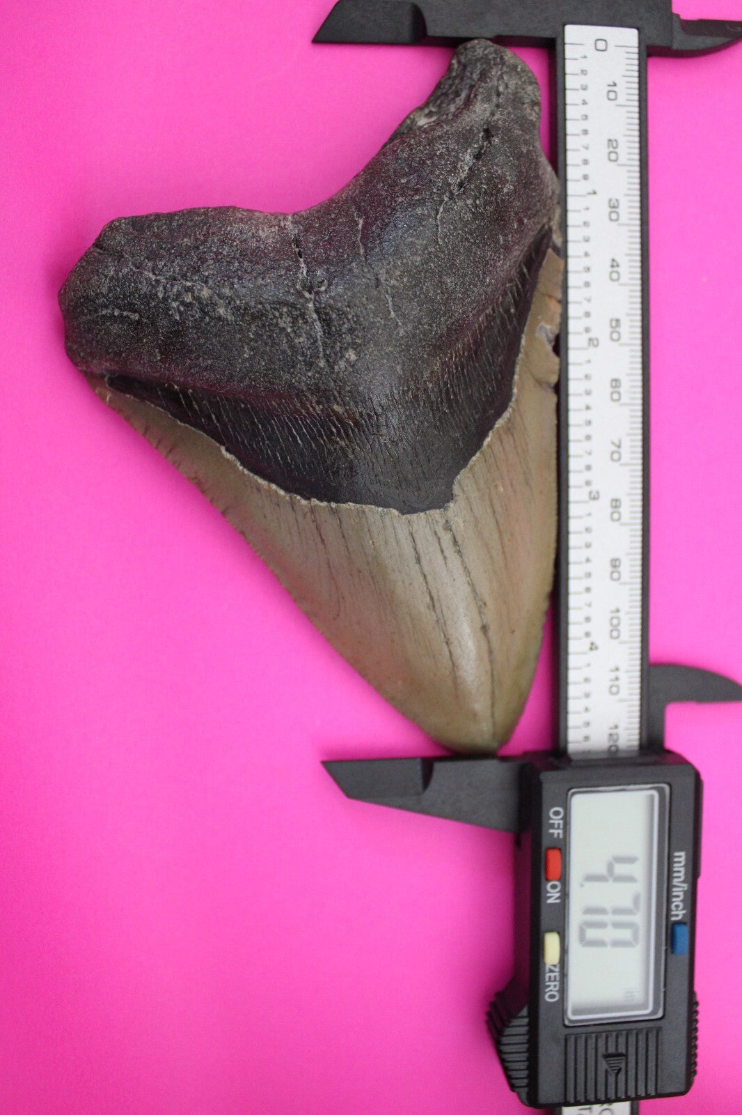 Authentic Megadolon Shark Tooth 4.7 Inch 185 Grams Fossil Dinosaur Girl COA M39