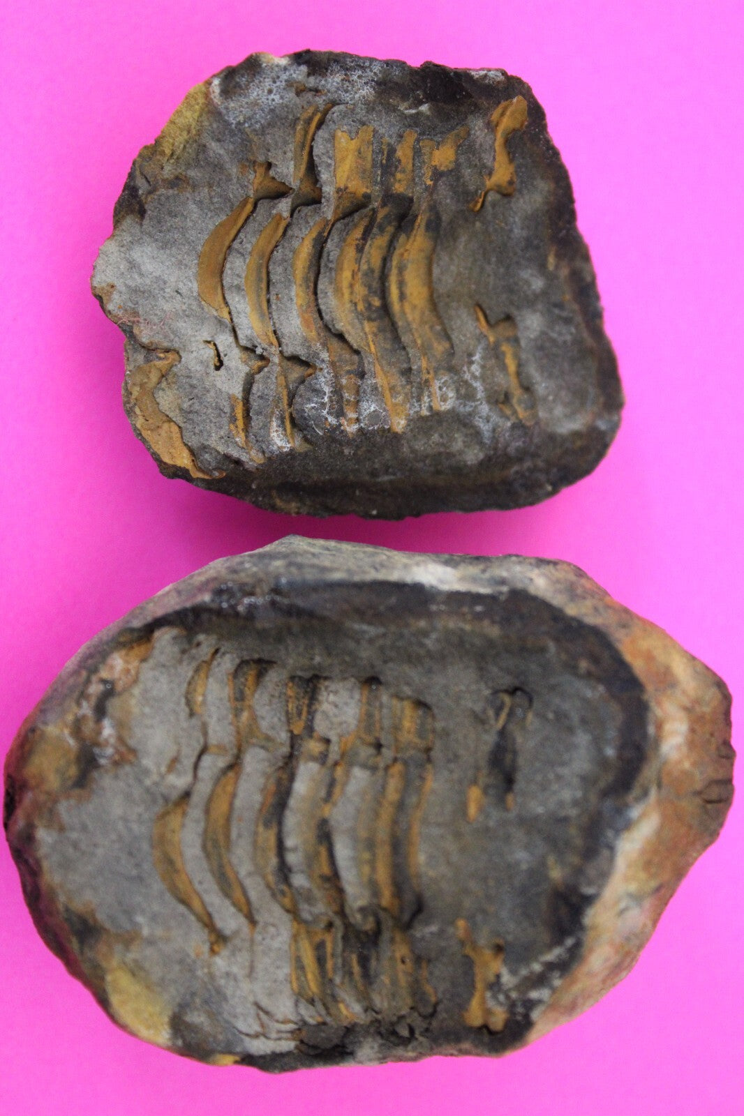 Authentic Trilobite Geode Real Fossil 450 Million Years Old Dinosaur Girl COA 06