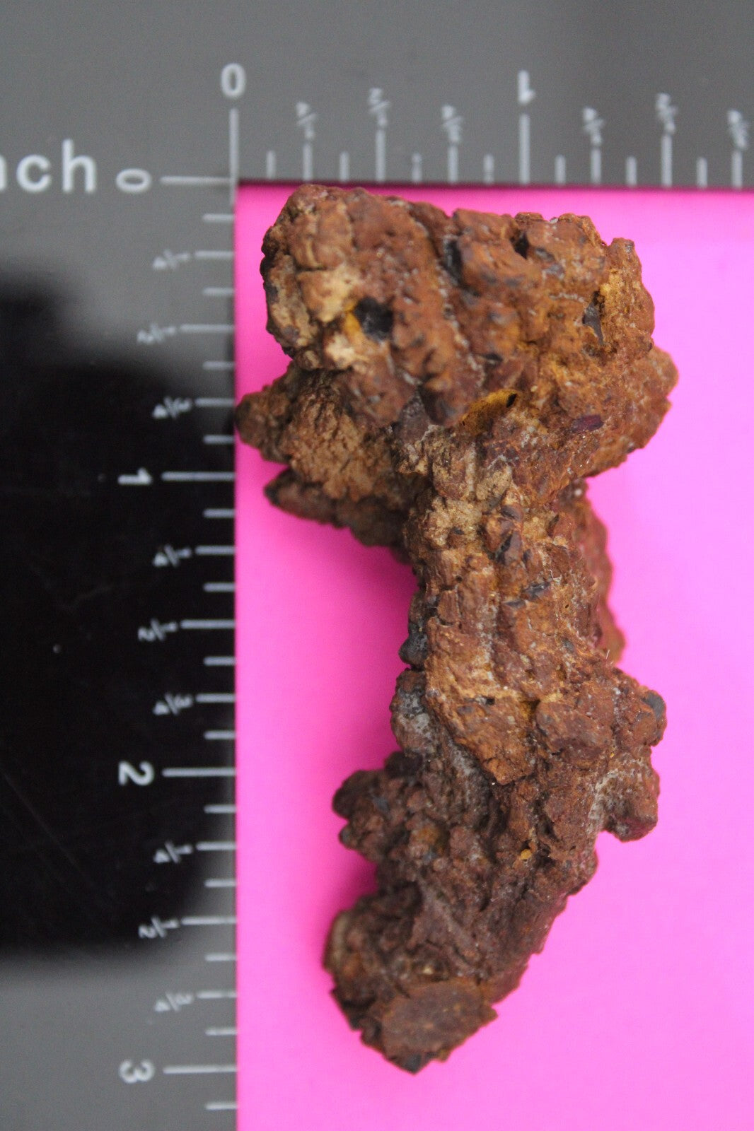 Giant Lizard Poop 5 Million Years Old Genuine Real Fossil Dinosaur Girl COA S62