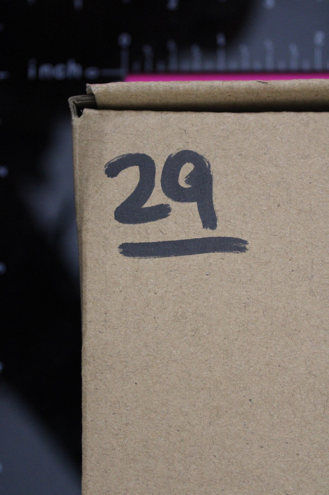 Authentic Trilobite Fossil 450 Million Years Old Genuine Dinosaur Girl COA 29