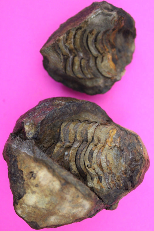 Authentic Trilobite Geode Real Fossil 450 Million Years Old Dinosaur Girl COA 14