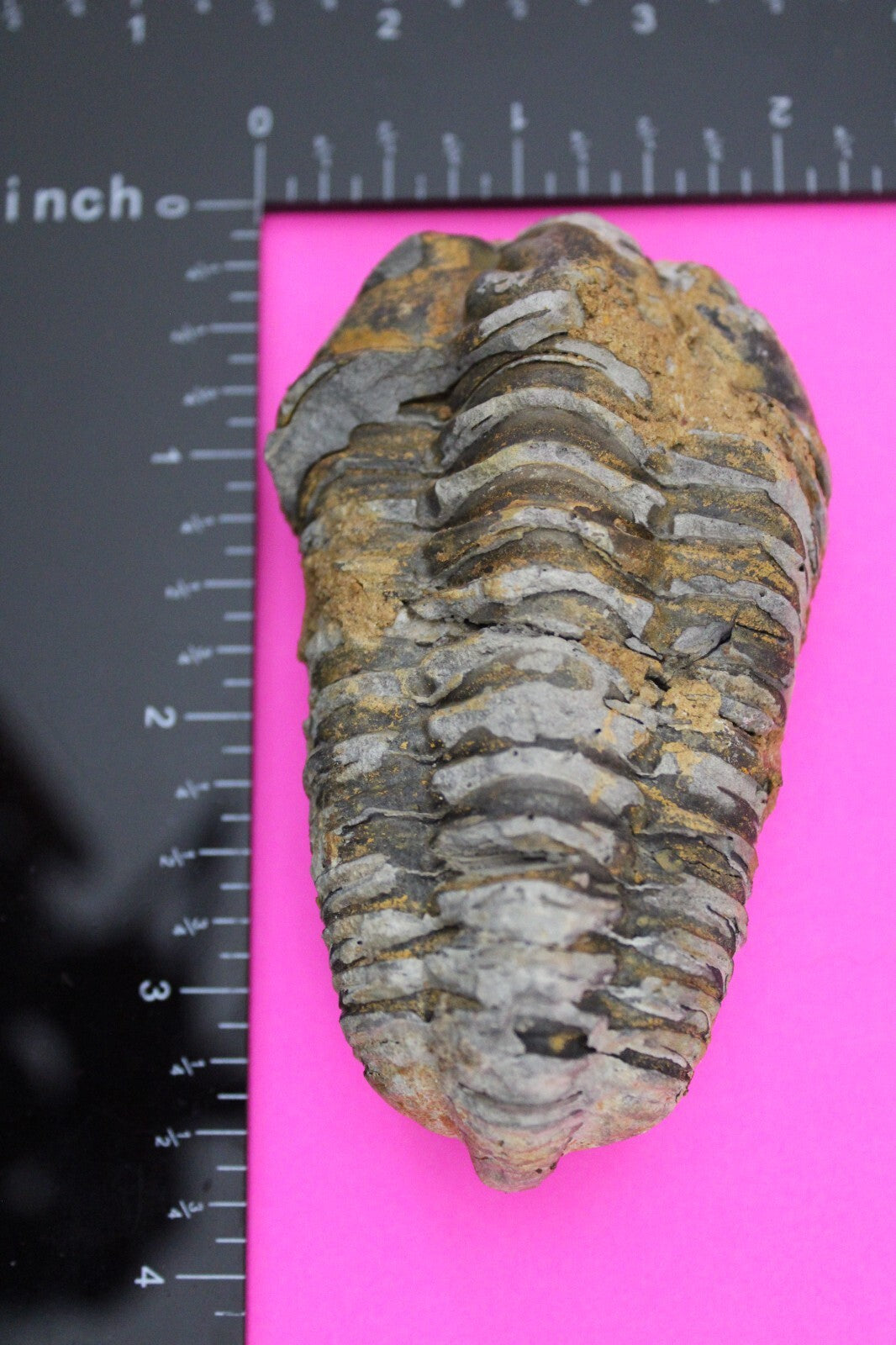 Authentic Trilobite Fossil 450 Million Years Old Genuine Dinosaur Girl COA 92