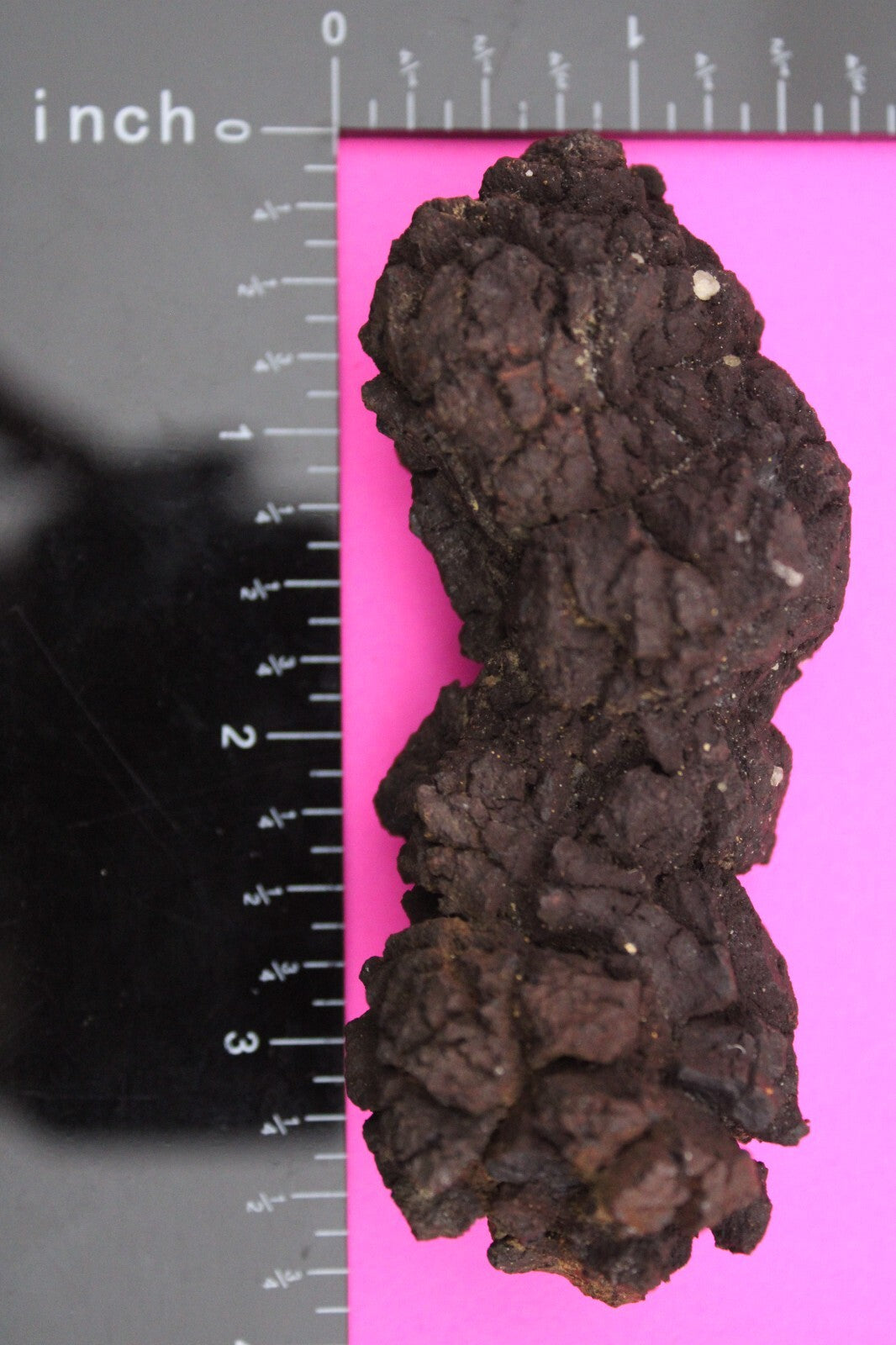 Giant Lizard Poop 5 Million Years Old Genuine Real Fossil Dinosaur Girl COA L26