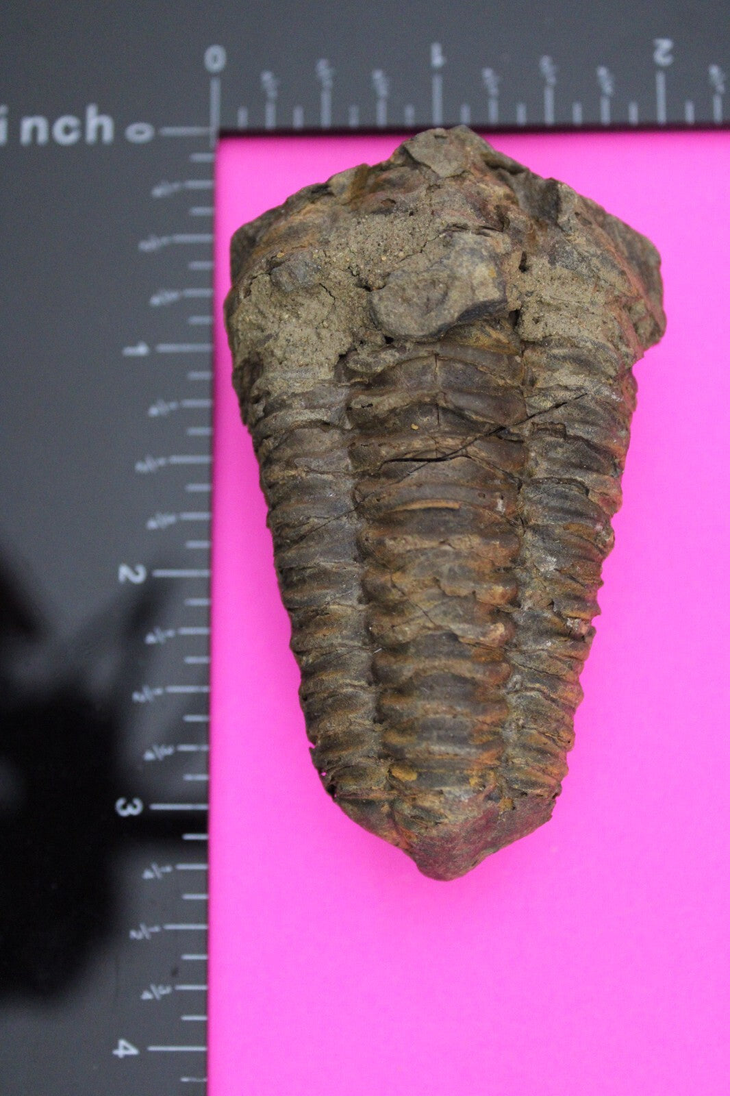 Authentic Trilobite Fossil 450 Million Years Old Genuine Dinosaur Girl COA 63