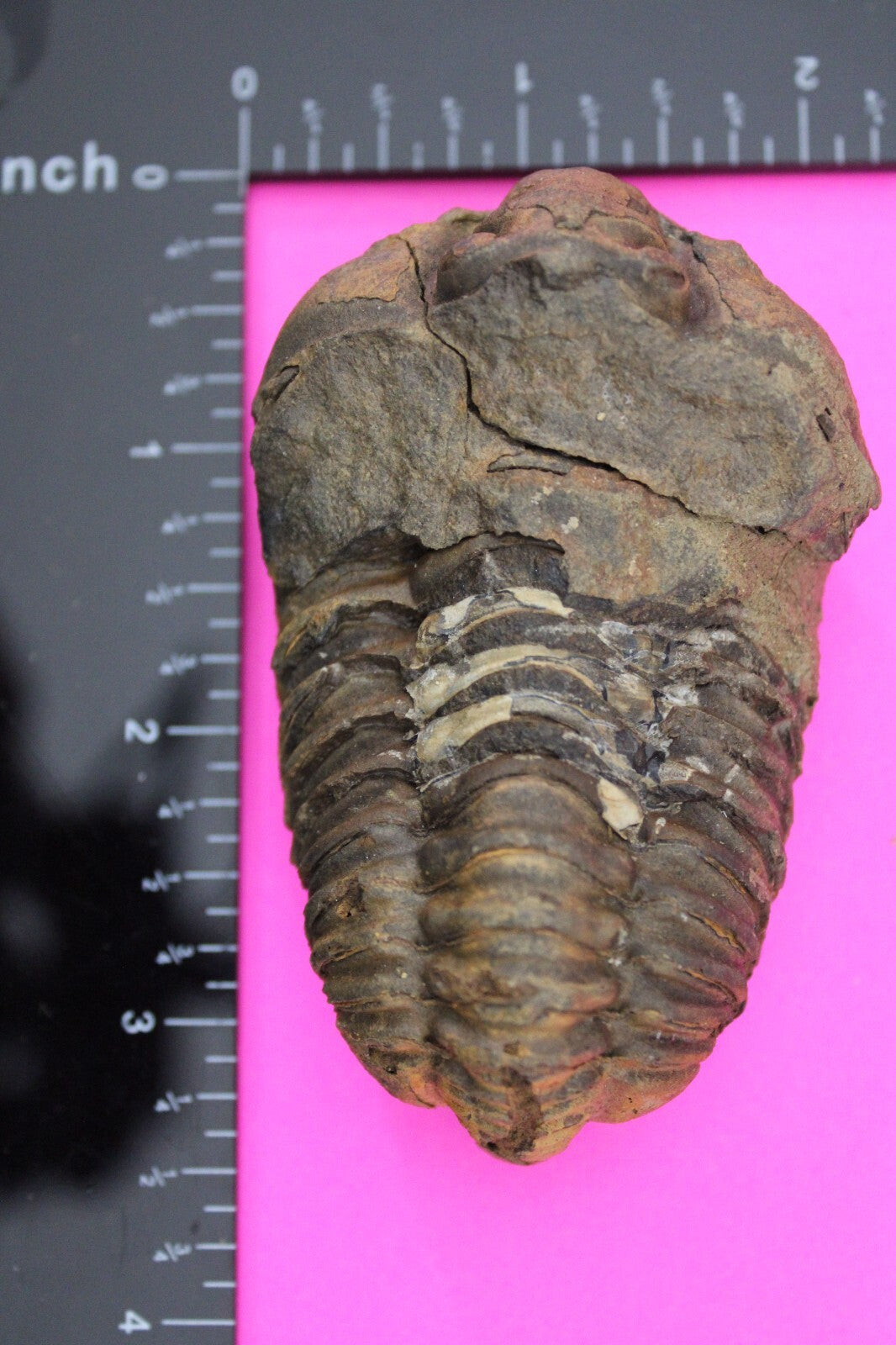 Authentic Trilobite Fossil 450 Million Years Old Genuine Dinosaur Girl COA 44