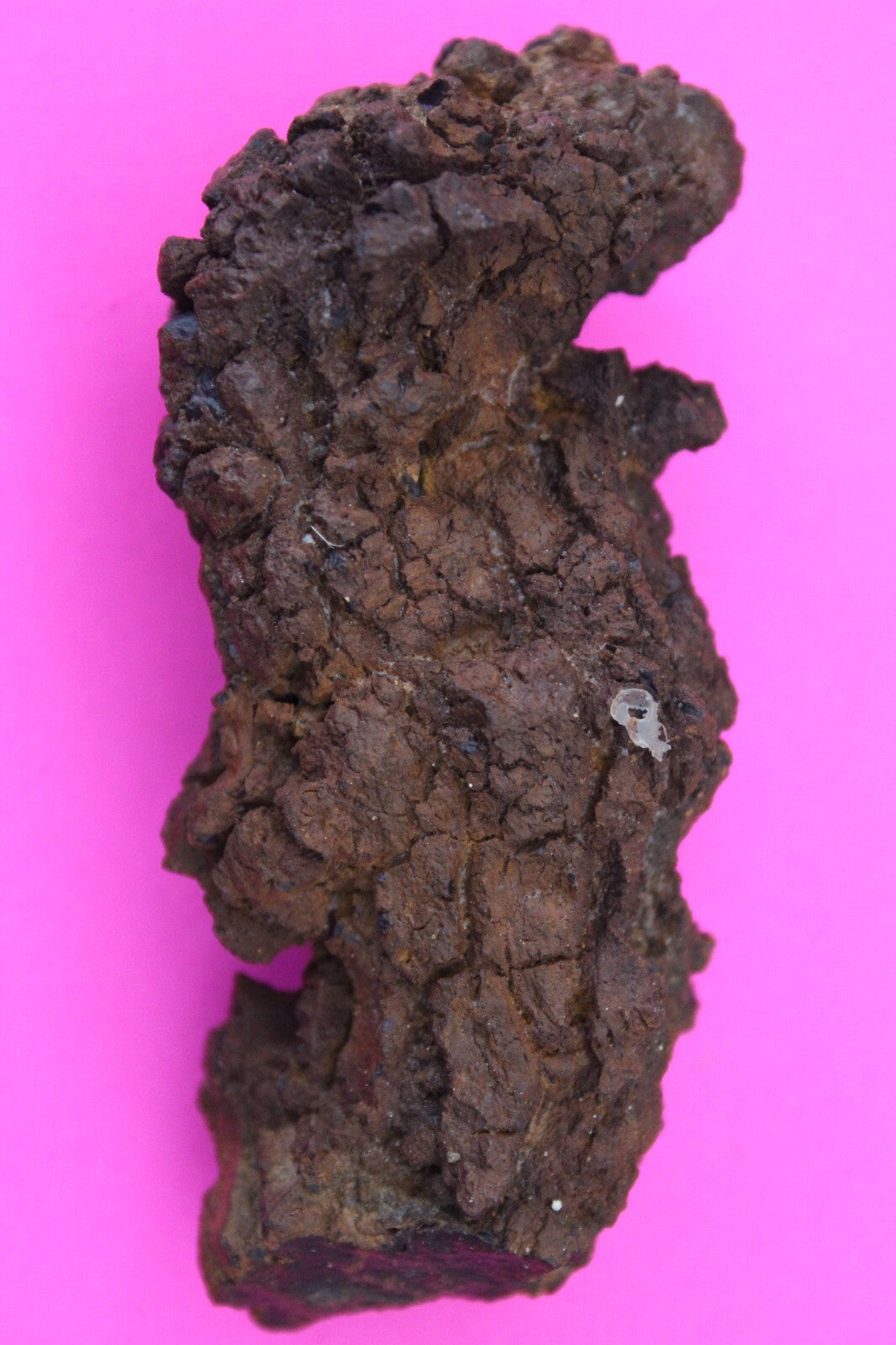 Giant Lizard Poop 5 Million Years Old Genuine Real Fossil Dinosaur Girl COA L30