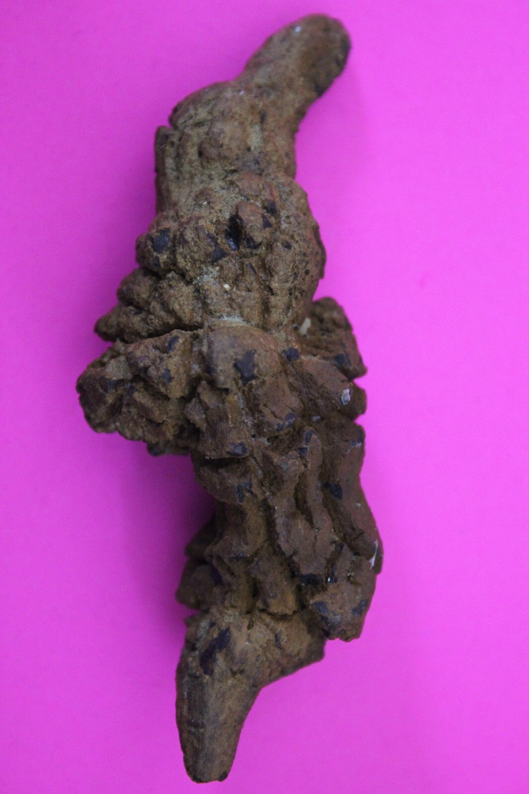 Giant Lizard Poop 5 Million Years Old Genuine Real Fossil Dinosaur Girl COA S40