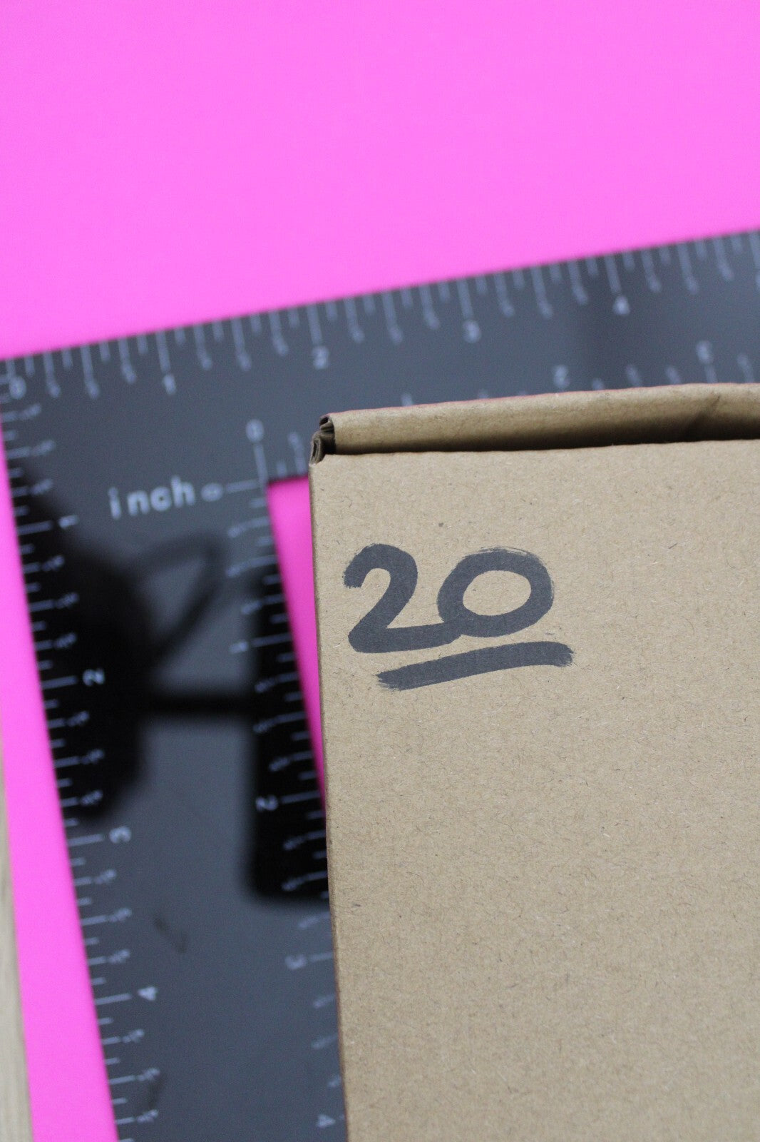 Authentic Trilobite Fossil 450 Million Years Old Genuine Dinosaur Girl COA 20