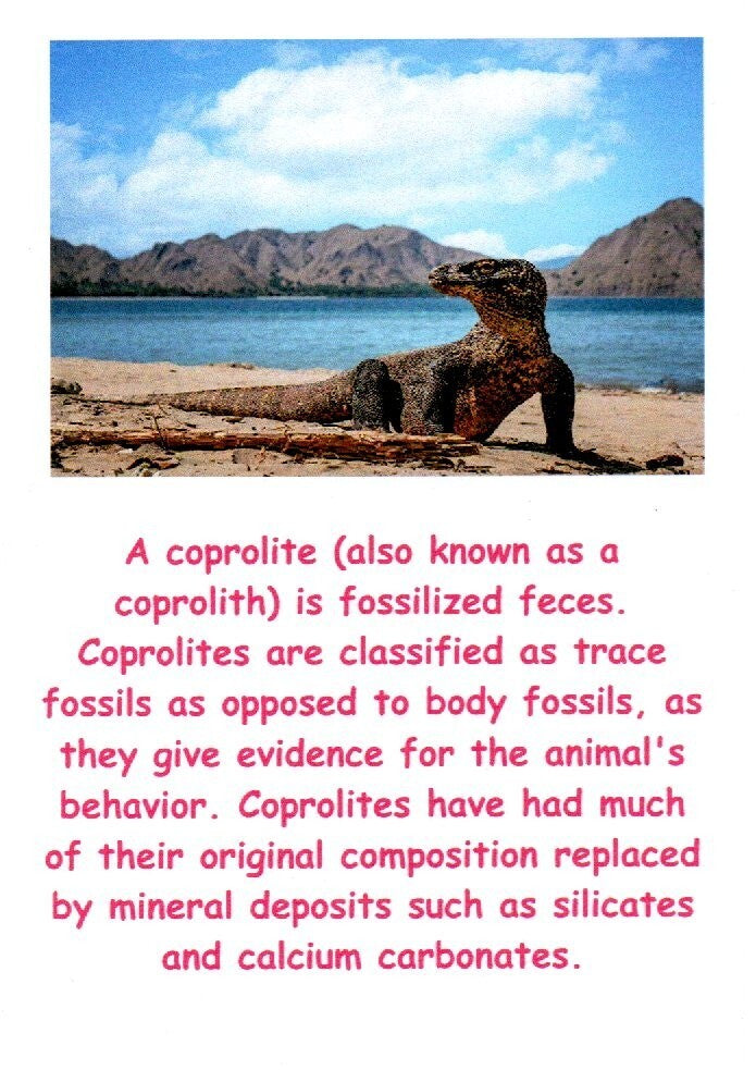 Giant Lizard Poop 5 Million Years Old Genuine Real Fossil Dinosaur Girl COA L05