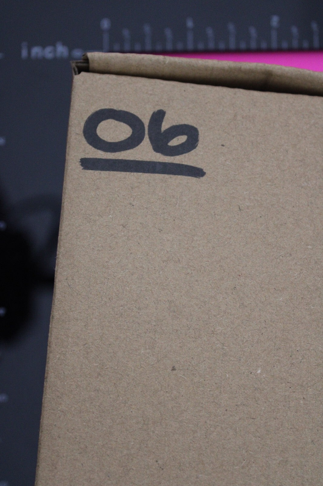 Authentic Trilobite Fossil 450 Million Years Old Genuine Dinosaur Girl COA 06