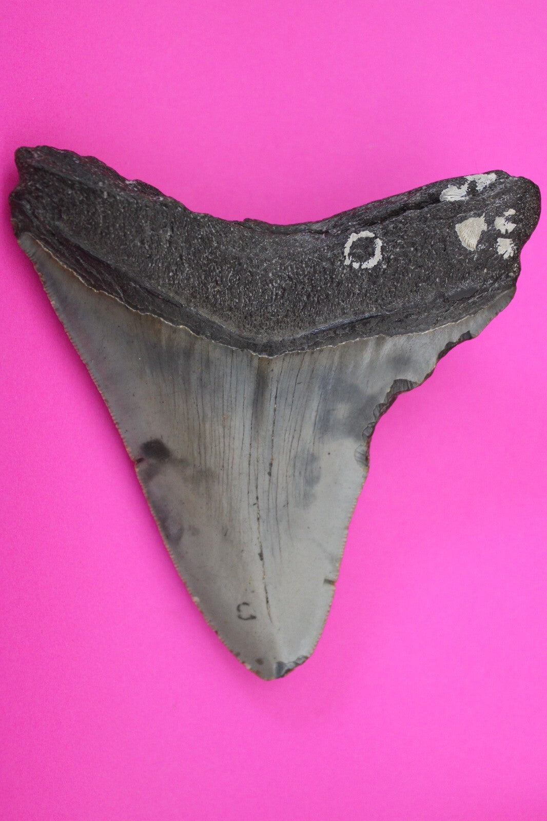 Authentic Megadolon Shark Tooth 4.08 Inch 130 Grams Fossil Dinosaur Girl COA M53