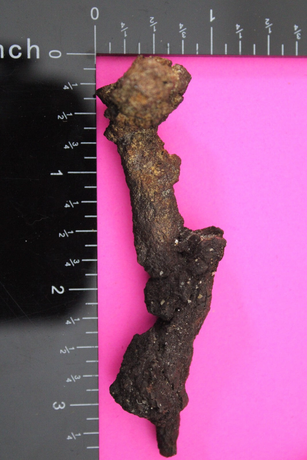 Giant Lizard Poop 5 Million Years Old Genuine Real Fossil Dinosaur Girl COA S58