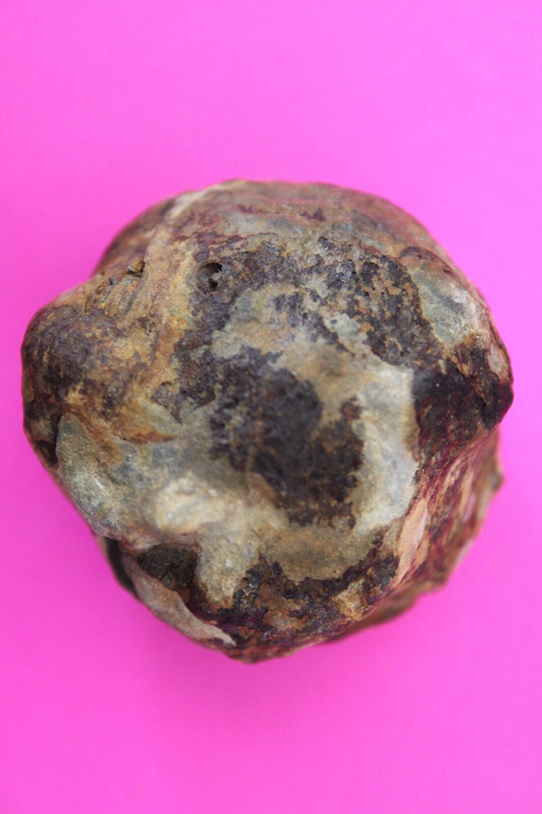 Authentic Trilobite Geode Real Fossil 450 Million Years Old Dinosaur Girl COA 21