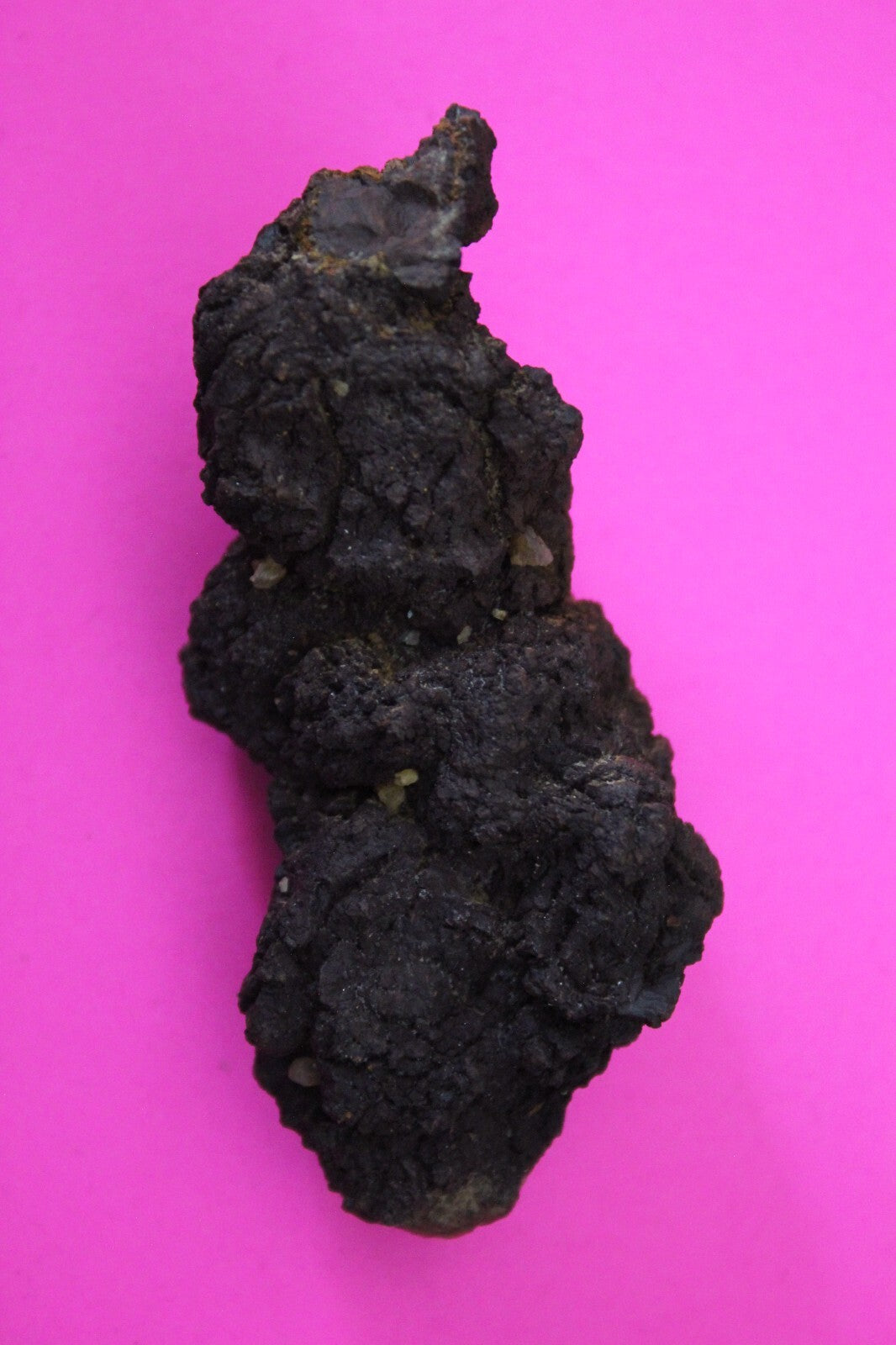 Giant Lizard Poop 5 Million Years Old Genuine Real Fossil Dinosaur Girl COA S29