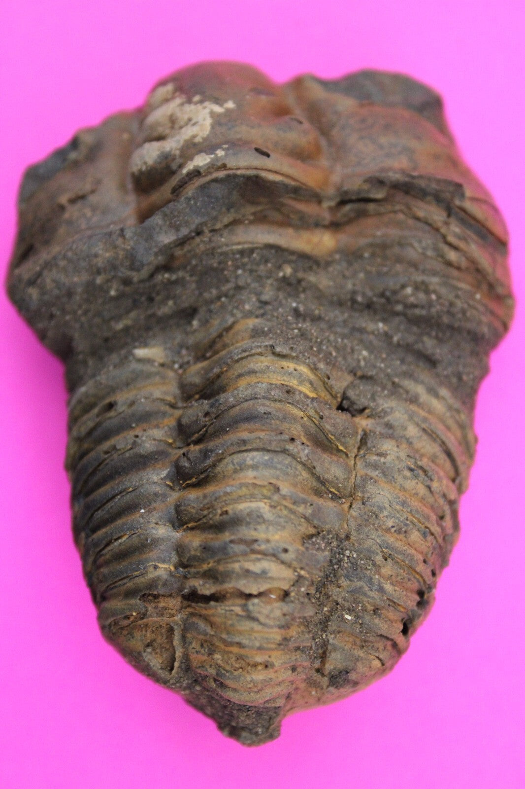 Authentic Trilobite Fossil 450 Million Years Old Genuine Dinosaur Girl COA 27