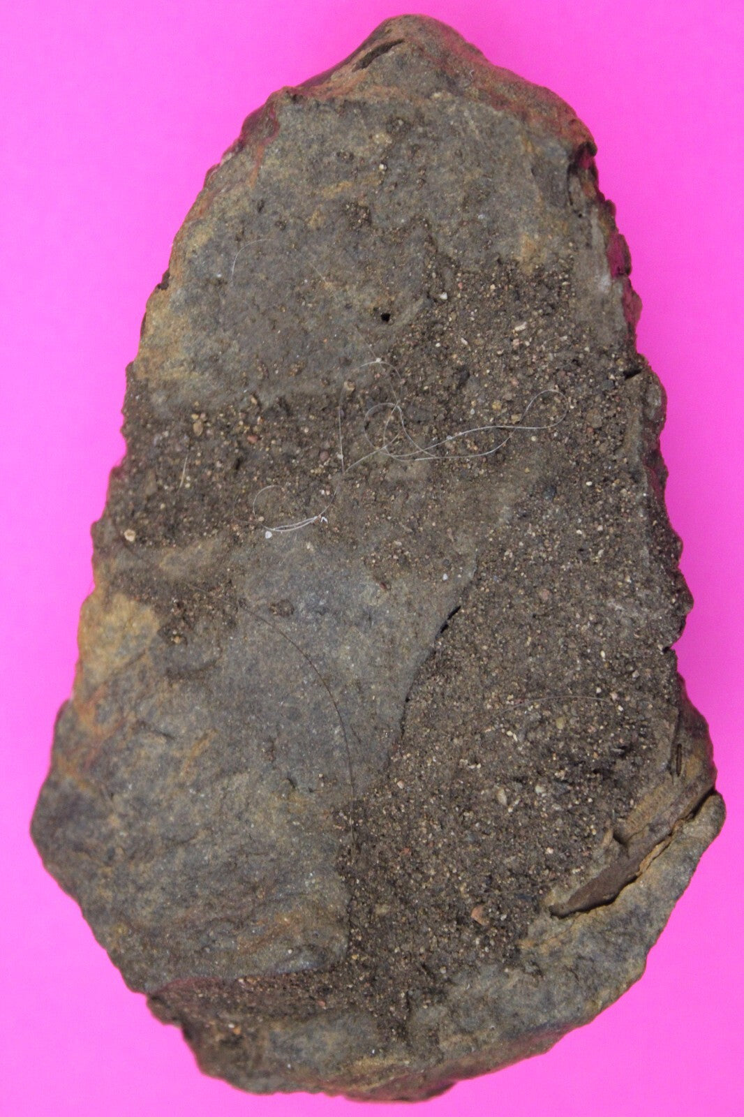 Authentic Trilobite Fossil 450 Million Years Old Genuine Dinosaur Girl COA 65