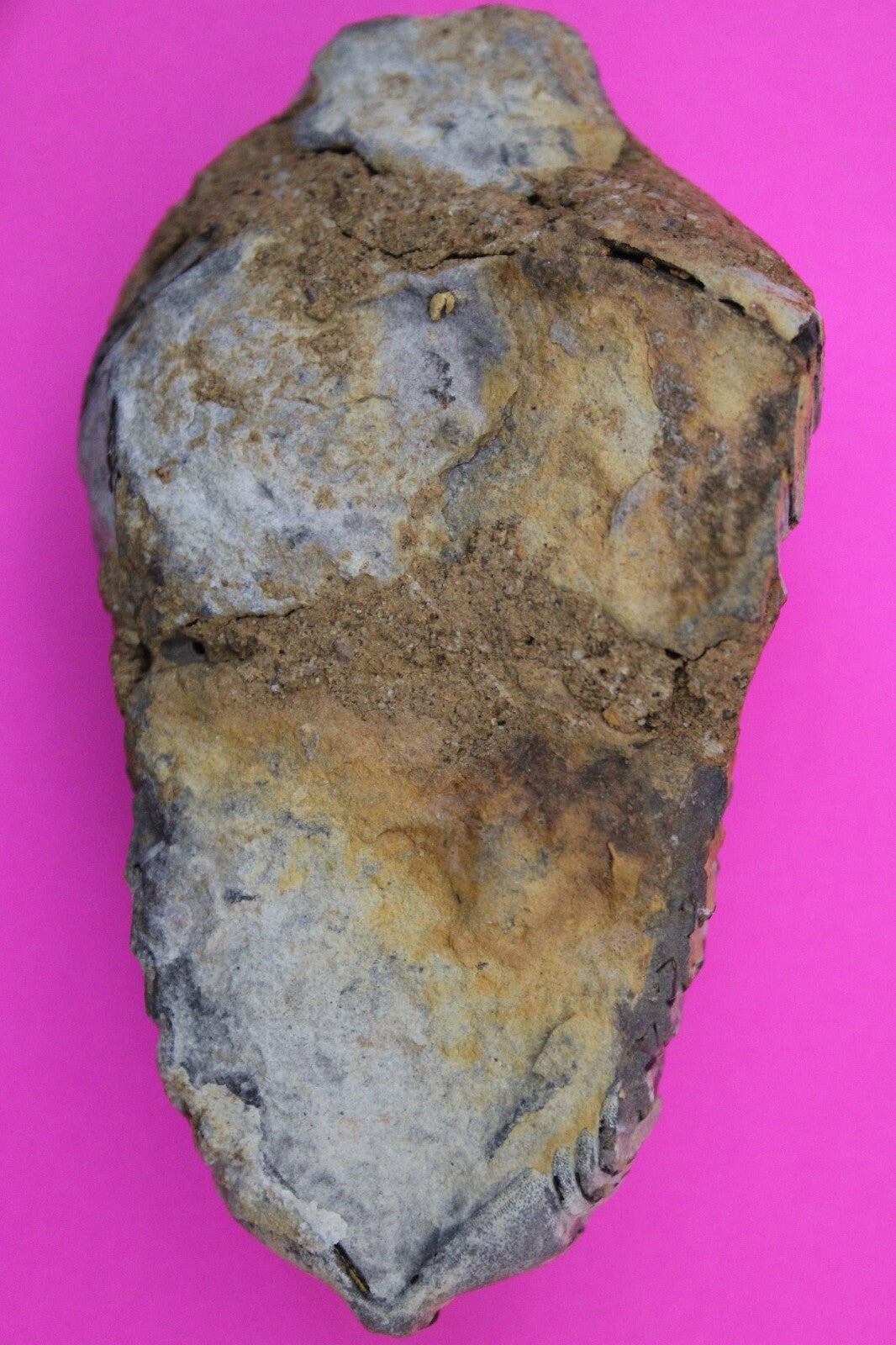 Authentic Trilobite Fossil 450 Million Years Old Genuine Dinosaur Girl COA 70