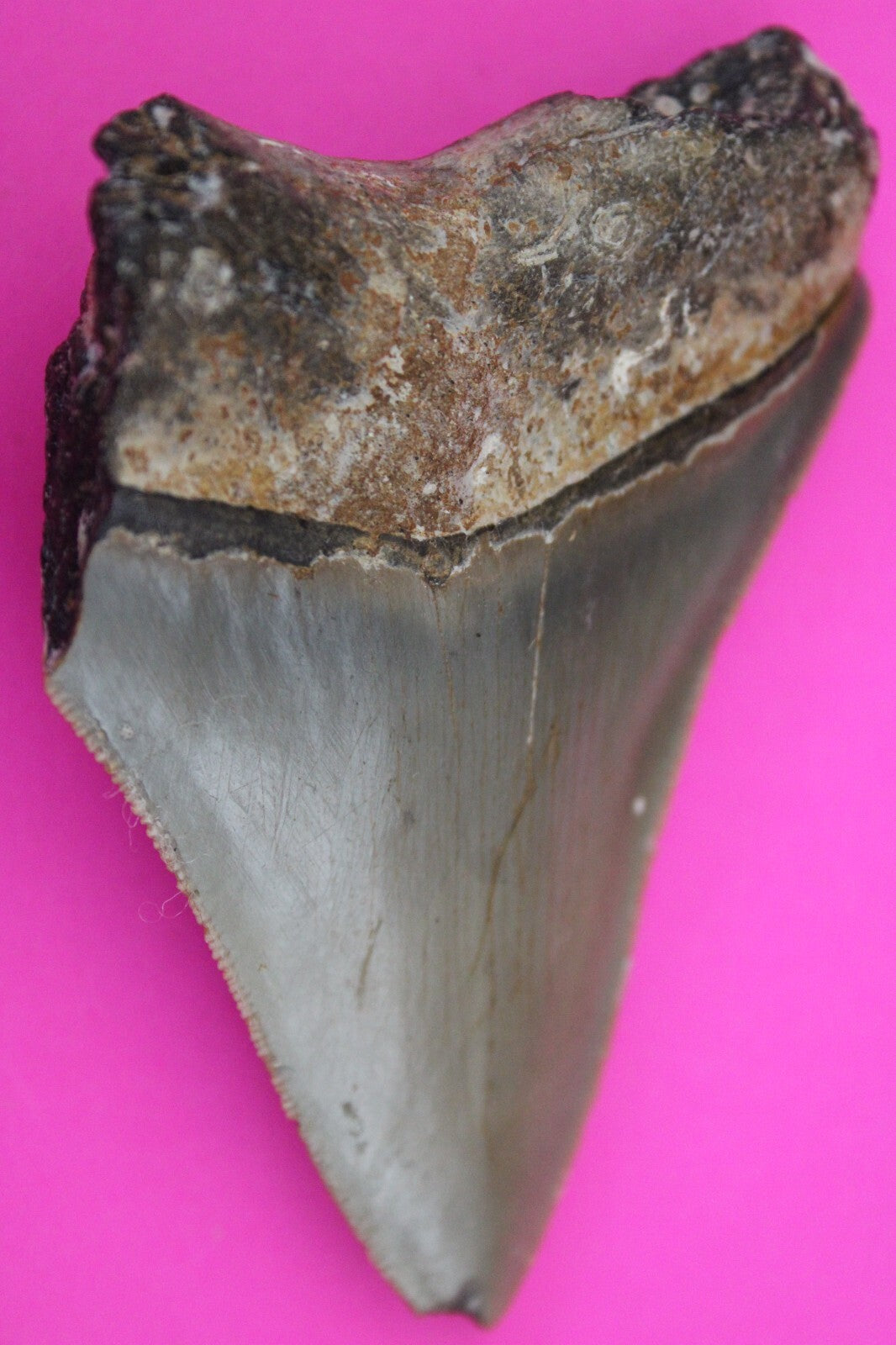 Authentic Megadolon Shark Tooth 3.44 Inch 96 Grams Fossil Dinosaur Girl COA M55