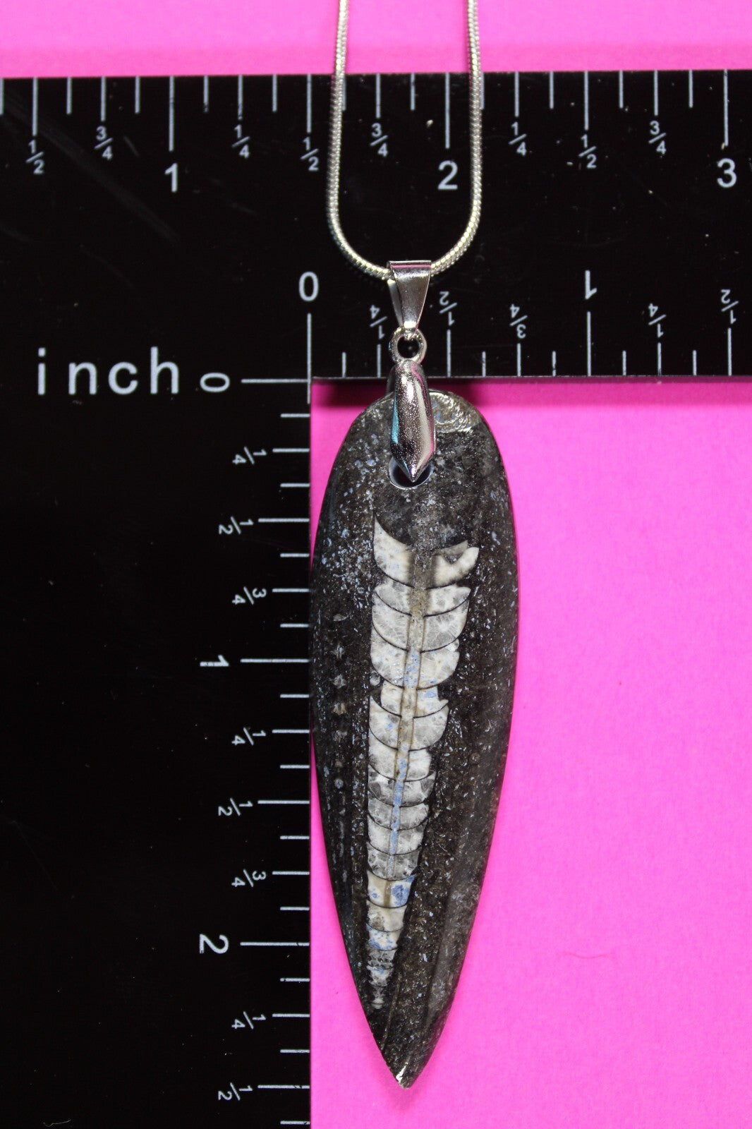 Authentic Orthoceros Necklace Fossil 500 Million Years Old Dinosaur Girl COA 61