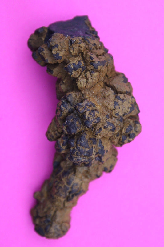 Giant Lizard Poop 5 Million Years Old Genuine Real Fossil Dinosaur Girl COA S60