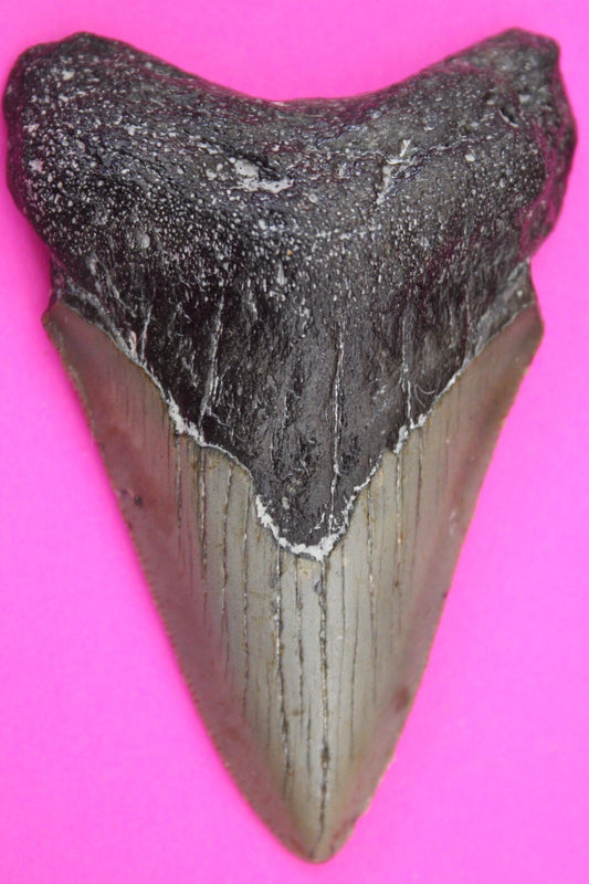 Authentic Megalodon Shark Tooth 3.04 Inches 51 Grams Fossil Dino Girl COA M56