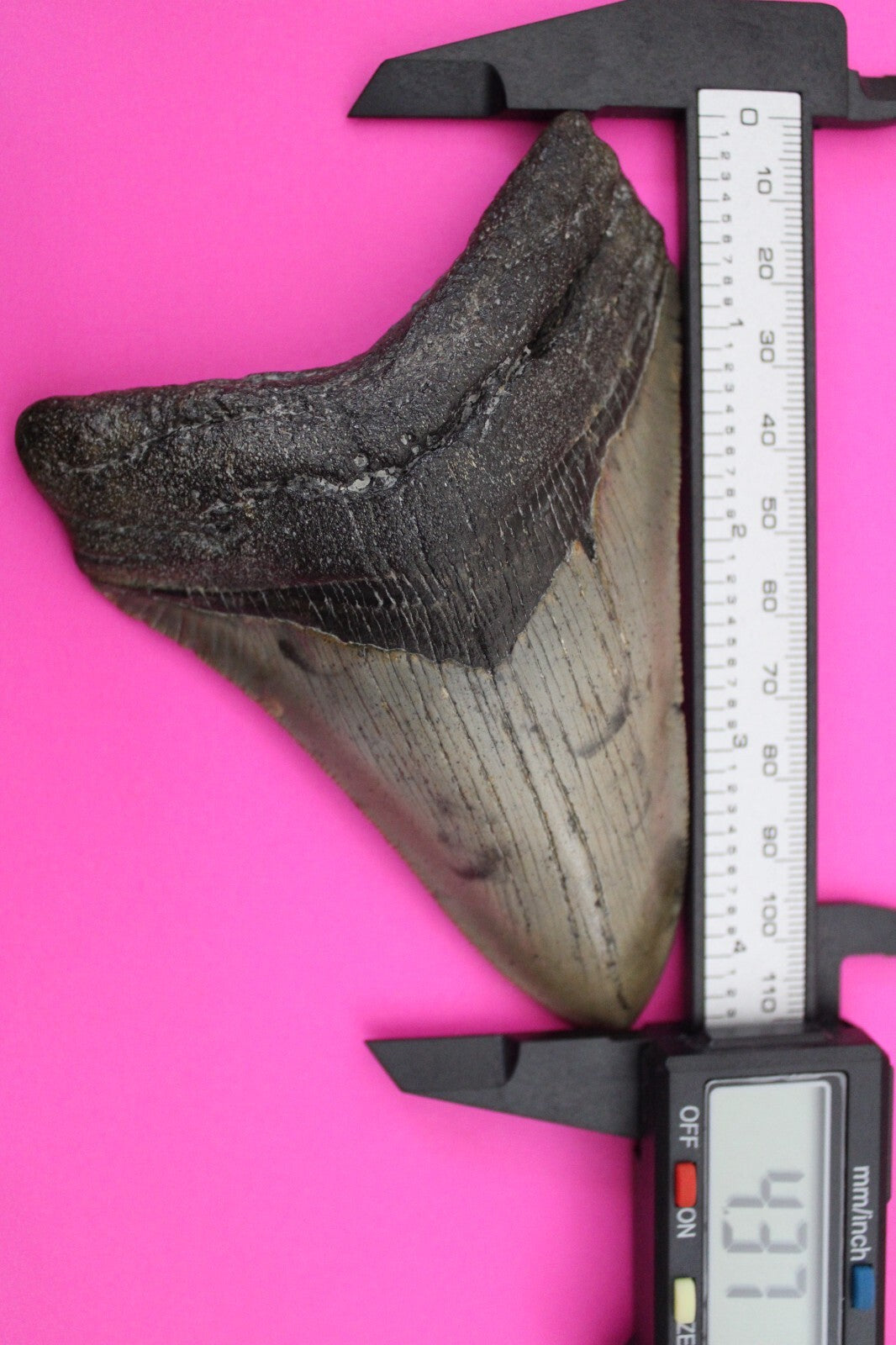 Authentic Megadolon Shark Tooth 4.37 Inch 123 Grams Fossil Dinosaur Girl COA M38