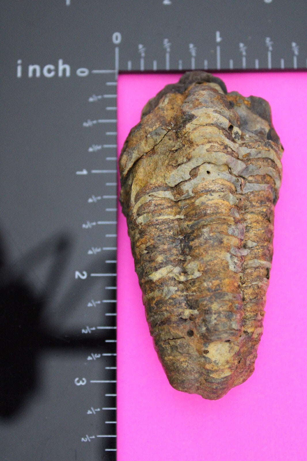 Authentic Trilobite Fossil 450 Million Years Old Genuine Dinosaur Girl COA 61