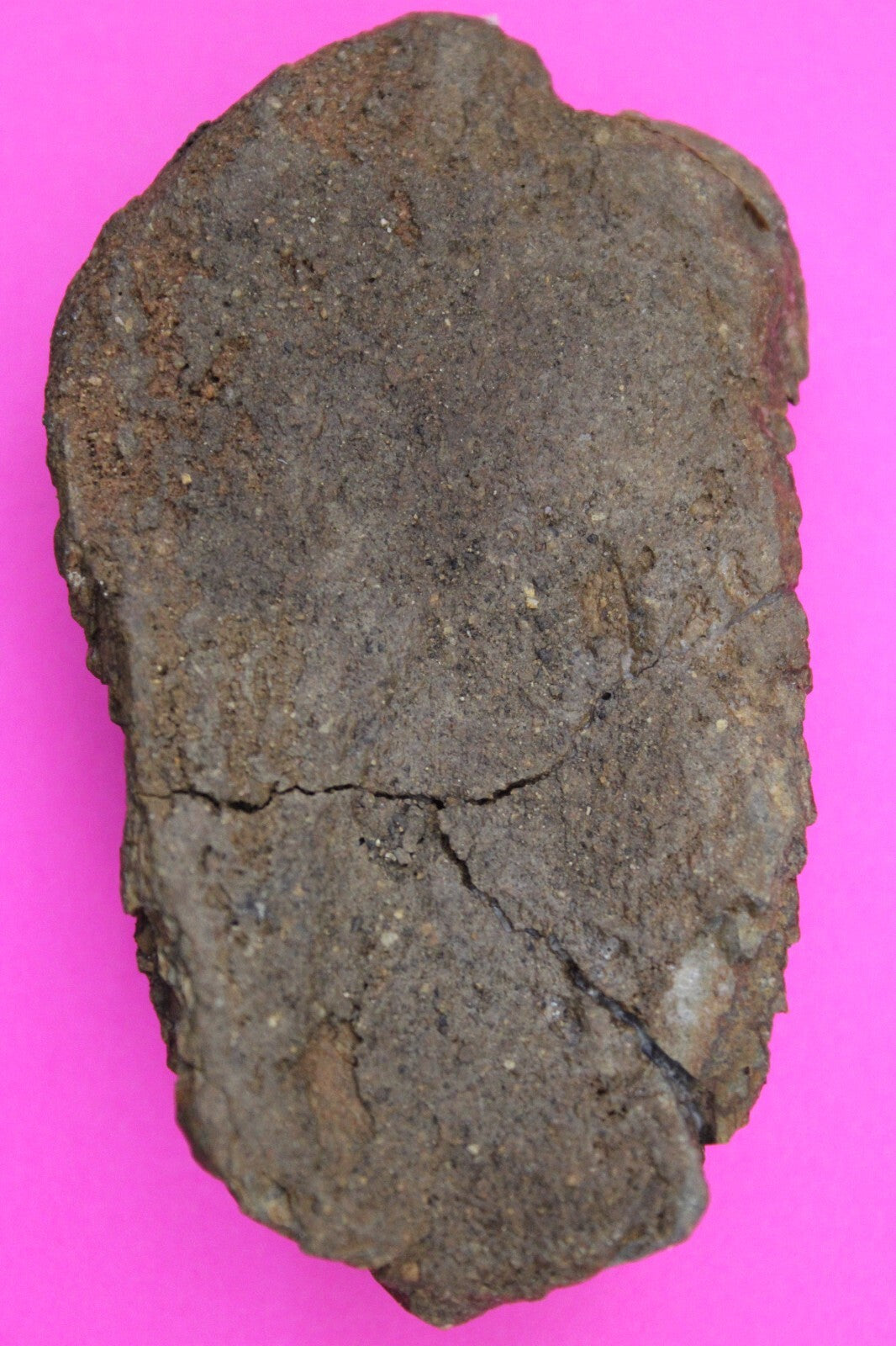 Authentic Trilobite Fossil 450 Million Years Old Genuine Dinosaur Girl COA 52