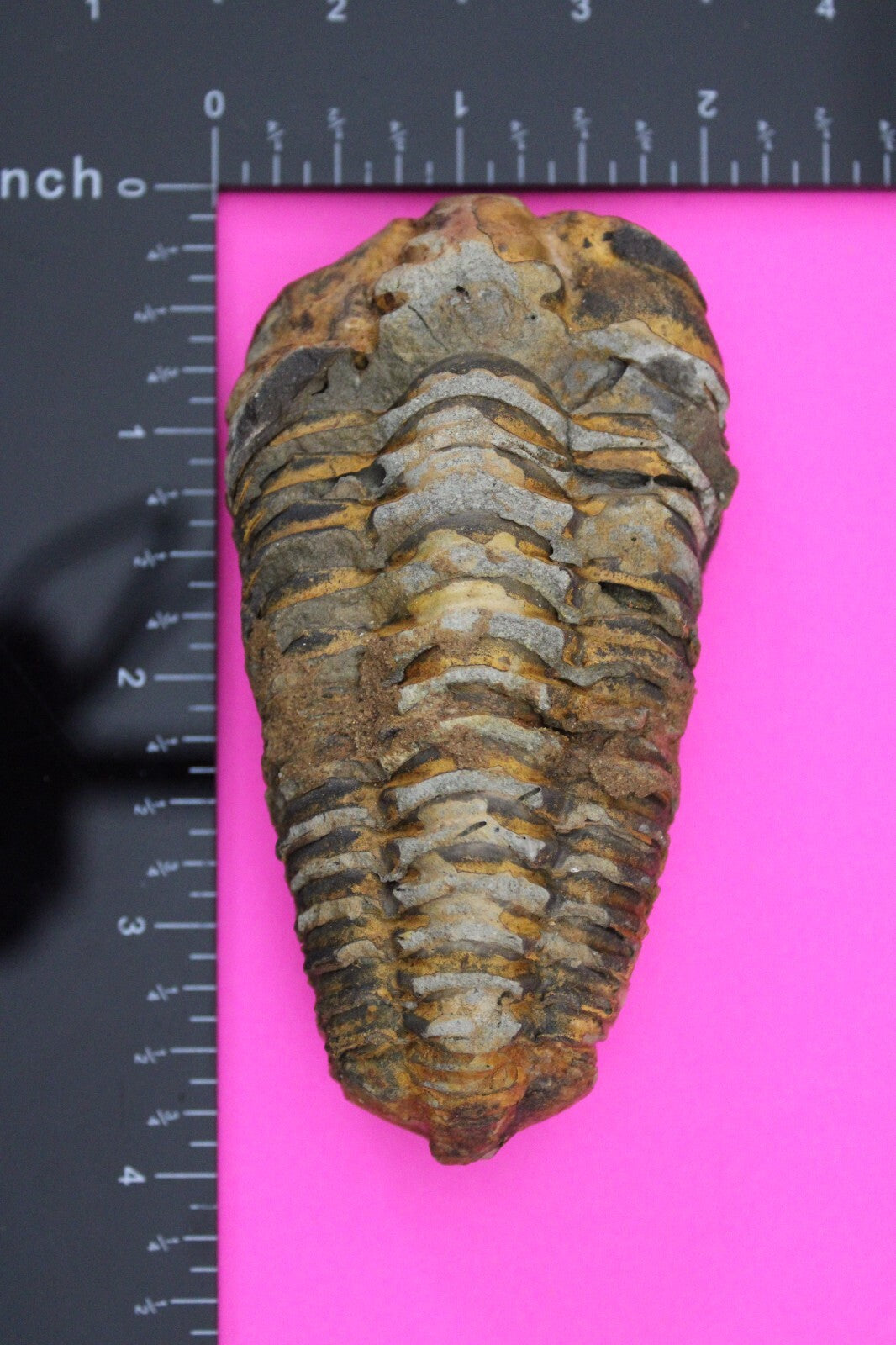 Authentic Trilobite Fossil 450 Million Years Old Genuine Dinosaur Girl COA 10
