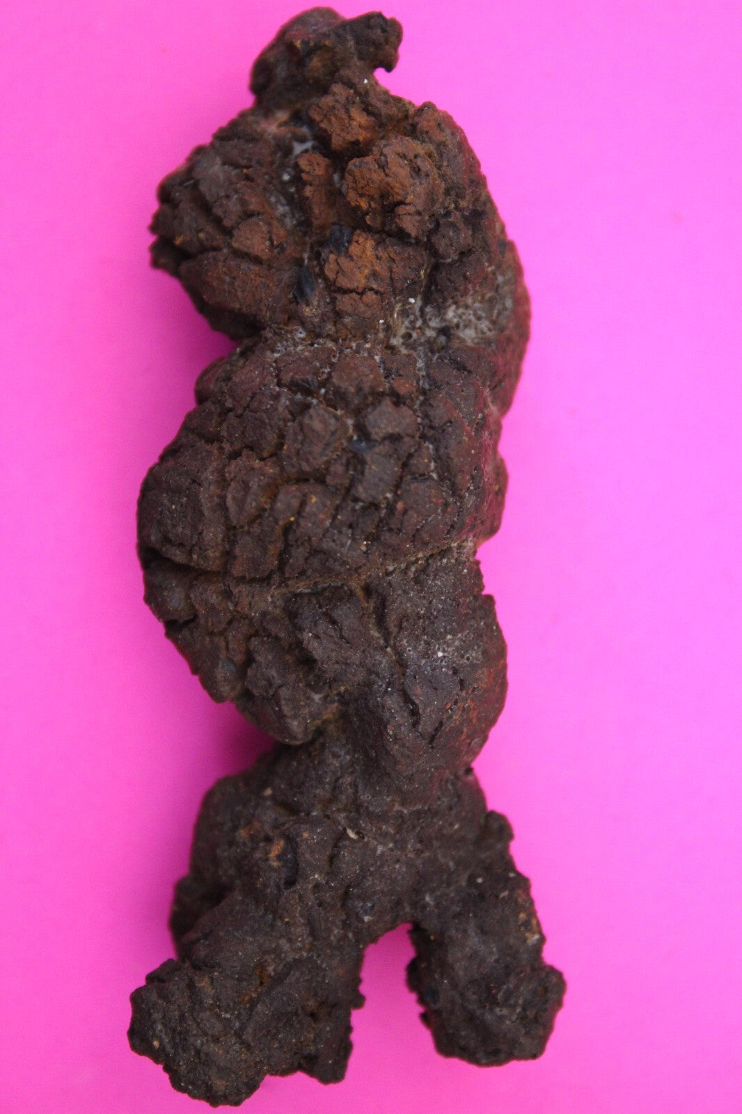 Giant Lizard Poop 5 Million Years Old Genuine Real Fossil Dinosaur Girl COA L22