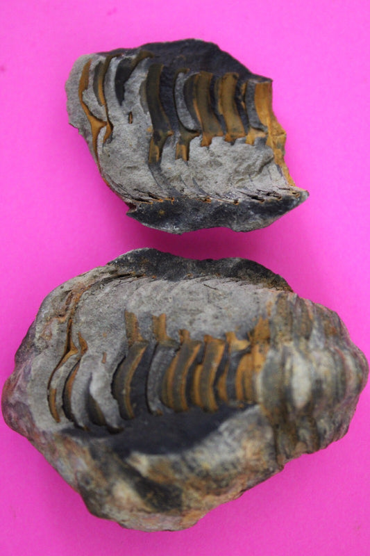 Authentic Trilobite Geode Real Fossil 450 Million Years Old Dinosaur Girl COA 20