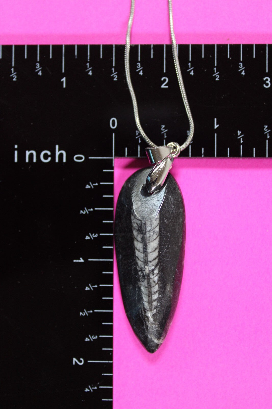 Authentic Orthoceros Necklace Fossil 500 Million Years Old Dinosaur Girl COA 73