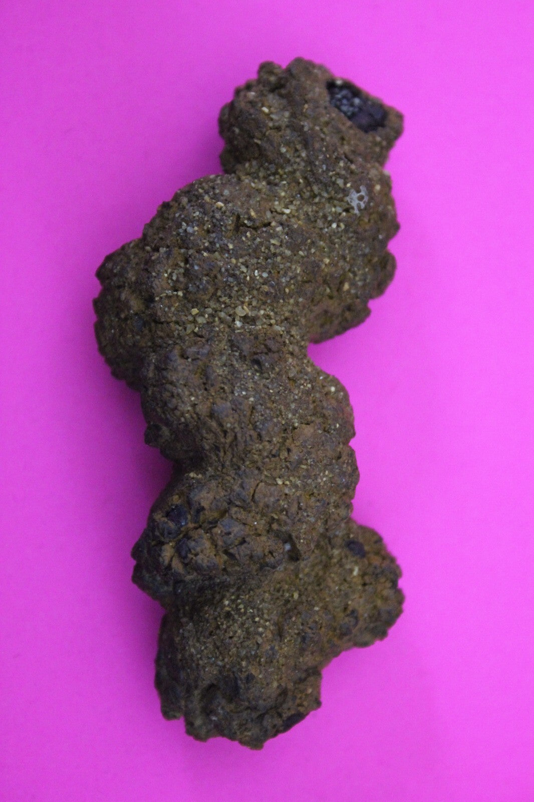 Giant Lizard Poop 5 Million Years Old Genuine Real Fossil Dinosaur Girl COA S30
