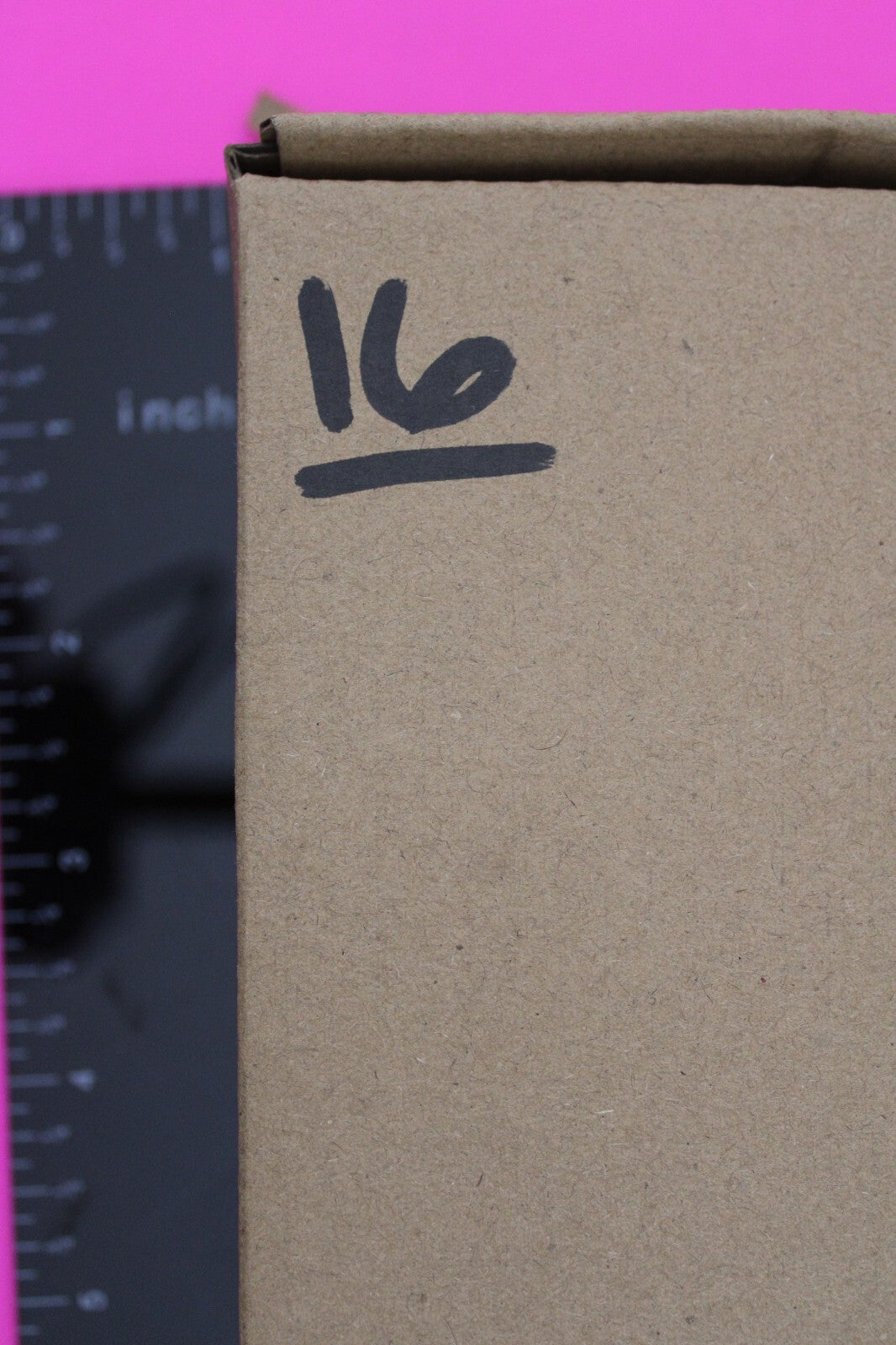 Authentic Trilobite Fossil 450 Million Years Old Genuine Dinosaur Girl COA 16